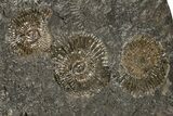 Dactylioceras Ammonite Cluster - Posidonia Shale, Germany #180421-1